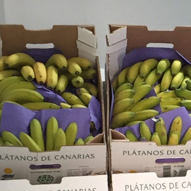 platano de canarias