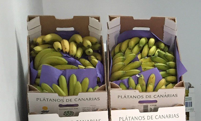 platano de canarias